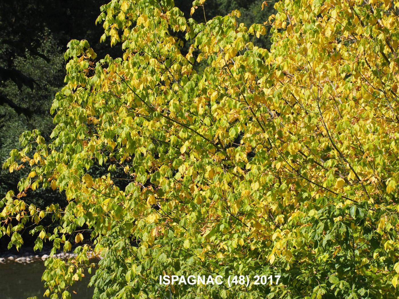 Maple, Manitoba plant